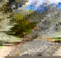 Naracoorte North Nature Park - Accommodation Mount Tamborine