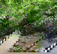 Rainforest Loop Walk Budderoo National Park - Accommodation Mount Tamborine