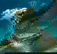 Reef HQ Aquarium - Accommodation Mount Tamborine