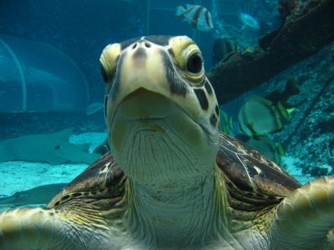 Reef HQ Aquarium - Accommodation Mount Tamborine 0