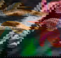 Seahorse World - Accommodation Mount Tamborine