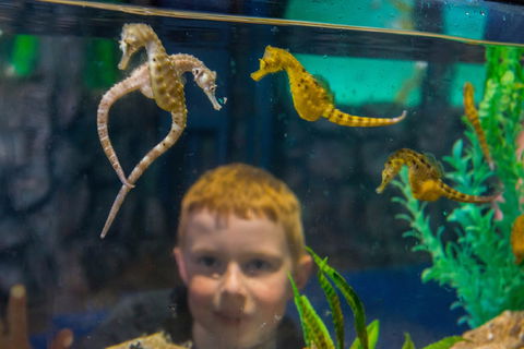 Seahorse World - Accommodation Mount Tamborine 2