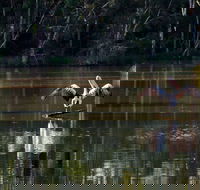 Seaham Swamp Nature Reserve - Accommodation Mount Tamborine