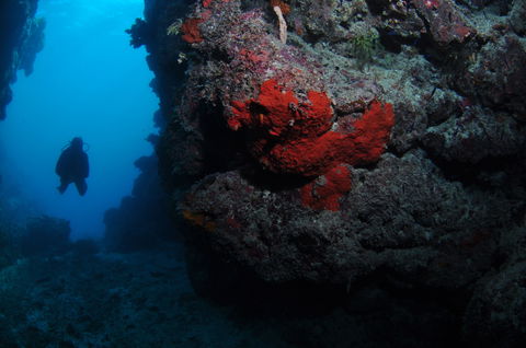 Stepping Stones Dive Site - Accommodation Mount Tamborine 0