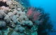 Stepping Stones Dive Site - thumb 1