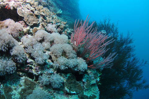 Stepping Stones Dive Site - Accommodation Mount Tamborine 1