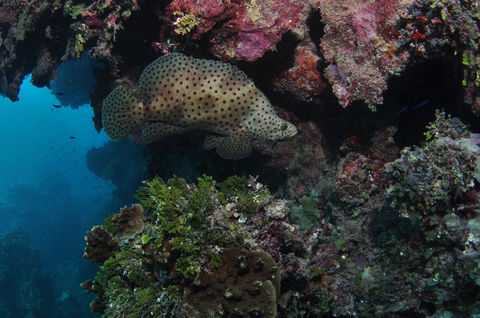 Stepping Stones Dive Site - Accommodation Mount Tamborine 2