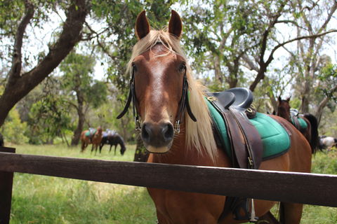 The Ranch - Accommodation Mount Tamborine 2