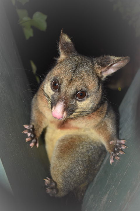 Umpherston Possum Tours - Accommodation Mount Tamborine 1