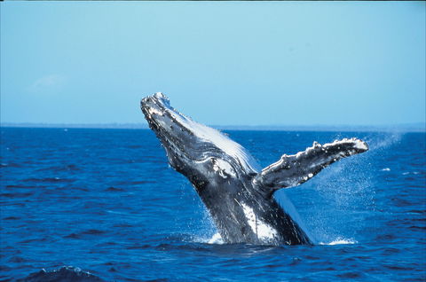 Whale Watching On Keswick Island - Accommodation Mount Tamborine 0