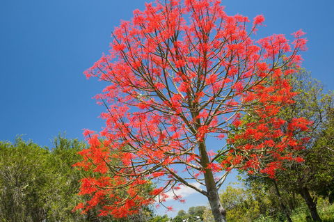 Ashby - Accommodation Mount Tamborine 1