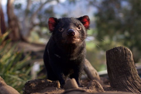Bonorong Wildlife Sanctuary - Accommodation Mount Tamborine 0
