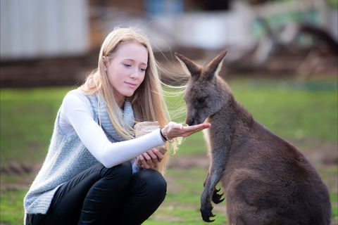 Bonorong Wildlife Sanctuary - Accommodation Mount Tamborine 1