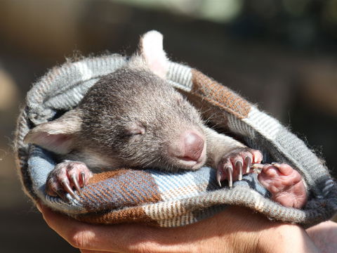 Bonorong Wildlife Sanctuary - Accommodation Mount Tamborine 2