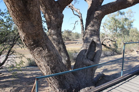 Burke And Wills Dig Tree - Accommodation Mount Tamborine 1