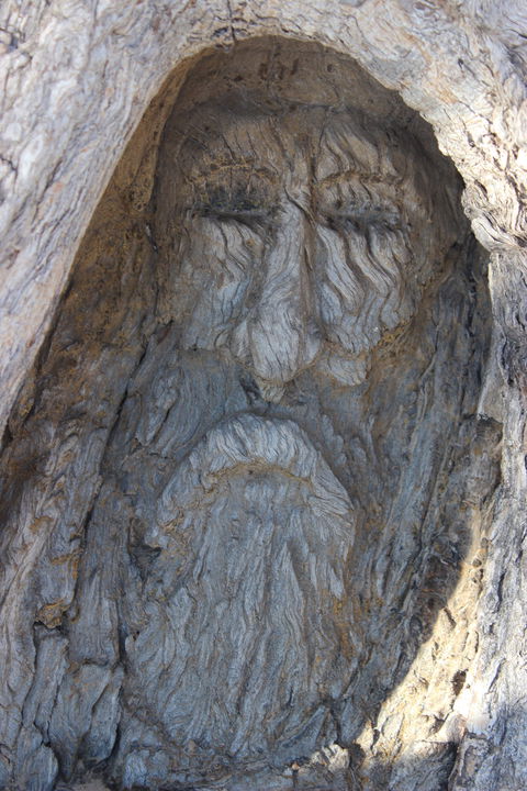 Burke And Wills Dig Tree - Accommodation Mount Tamborine 2