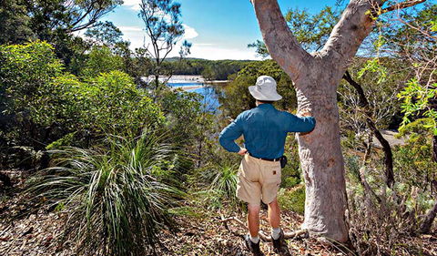 Corkwood And Scribbly Gum Walking Track - Accommodation Mount Tamborine 0