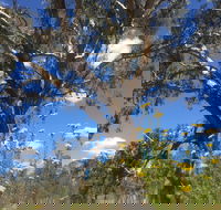 Euroa Arboretum - Accommodation Mount Tamborine