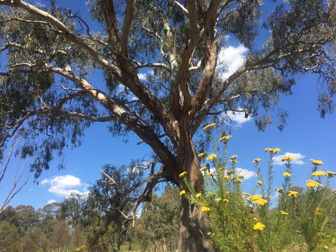 Euroa Arboretum - Accommodation Mount Tamborine 0