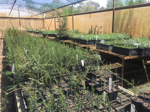 Euroa Arboretum - Accommodation Mount Tamborine 1