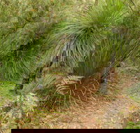 Grass Tree Circuit - Accommodation Mount Tamborine