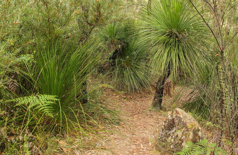 Grass Tree Circuit - Accommodation Mount Tamborine 0