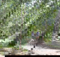 Hay Free Push Bikes - Accommodation Mount Tamborine