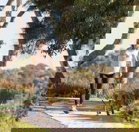 Meningie Walking and Cycling Trails - Accommodation Mount Tamborine