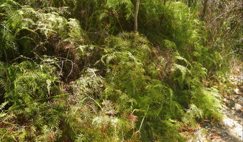 Powder Magazine Walking Track - Accommodation Mount Tamborine 0