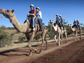 Quorn - Accommodation Mount Tamborine 0