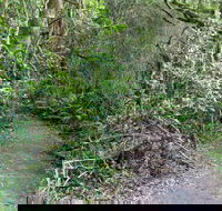 Rainforest Walking Track Roberston Nature Reserve - Accommodation Mount Tamborine