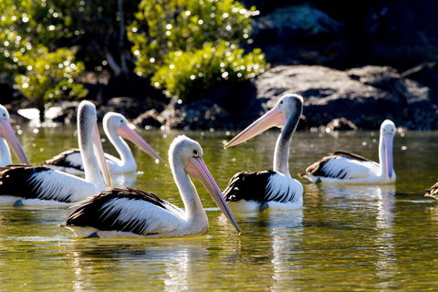 Snorkel Hat Head Creek - Accommodation Mount Tamborine 2