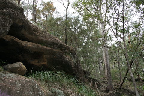 Springwood Conservation Park - Accommodation Mount Tamborine 2