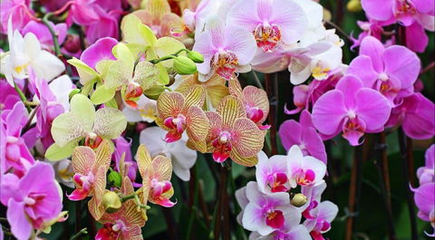 Tinonee Orchid Nursery - Accommodation Mount Tamborine 0