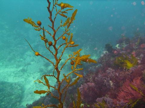 Twelve Apostles Marine National Park - Accommodation Mount Tamborine 2