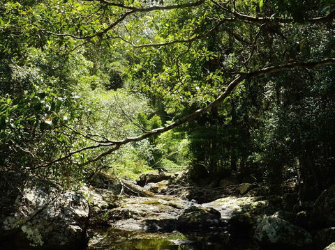 Witta - Accommodation Mount Tamborine 0