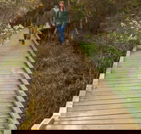 Balcombe Creek Estuary Boardwalk - Accommodation Mount Tamborine