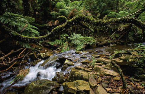 Budderoo National Park - Accommodation Mount Tamborine 0