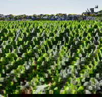 Christmas Tree Farm - Accommodation Mount Tamborine