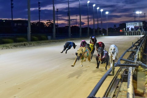 Cranbourne Greyhound Racing Club - Accommodation Mount Tamborine 1
