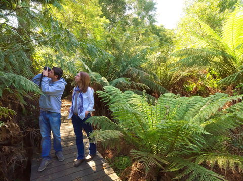 Endeavour Fern Gully Walks - Accommodation Mount Tamborine 0