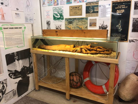 George The Giant Squid Display, Wallaroo - Accommodation Mount Tamborine 0