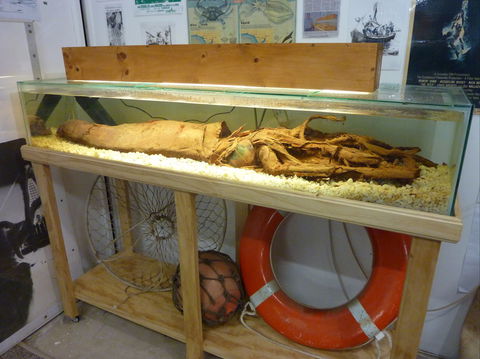 George The Giant Squid Display, Wallaroo - Accommodation Mount Tamborine 1