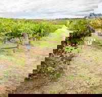 Grove Estate Wines - Accommodation Mount Tamborine