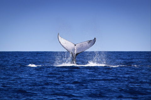 Humpback Whales - Accommodation Mount Tamborine 0