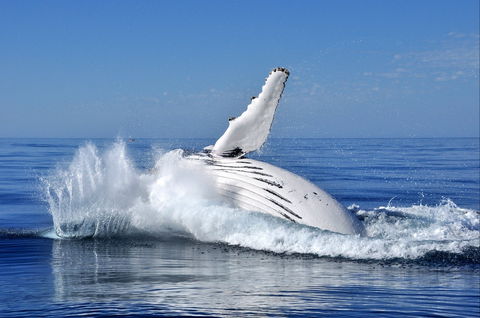 Humpback Whales - Accommodation Mount Tamborine 1