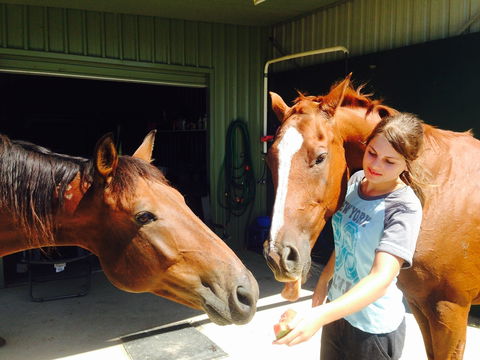 Iris Lodge Alpacas - Accommodation Mount Tamborine 0
