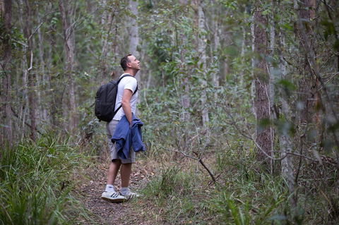Ironbark Ridge And Spotted Gum Walking Trails - Accommodation Mount Tamborine 2