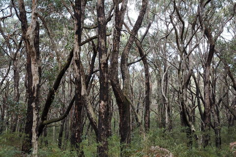 Lookout Hill  Circuit Walk - Accommodation Mount Tamborine 0