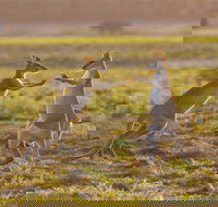 Mary River Area - Accommodation Mount Tamborine